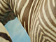 Catie Olson, Zebrass, C-print, 2002