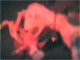 Catie Olson, Lambosaurus, 2008